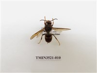 藏品(黃腳虎頭蜂)的圖片